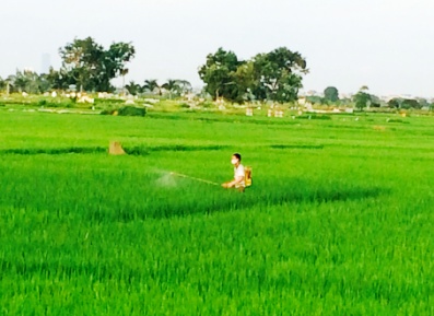 Vĩnh Phúc Đẩy mạnh công tác bảo vệ thực vật Vụ Đông Xuân 2014 – 2015